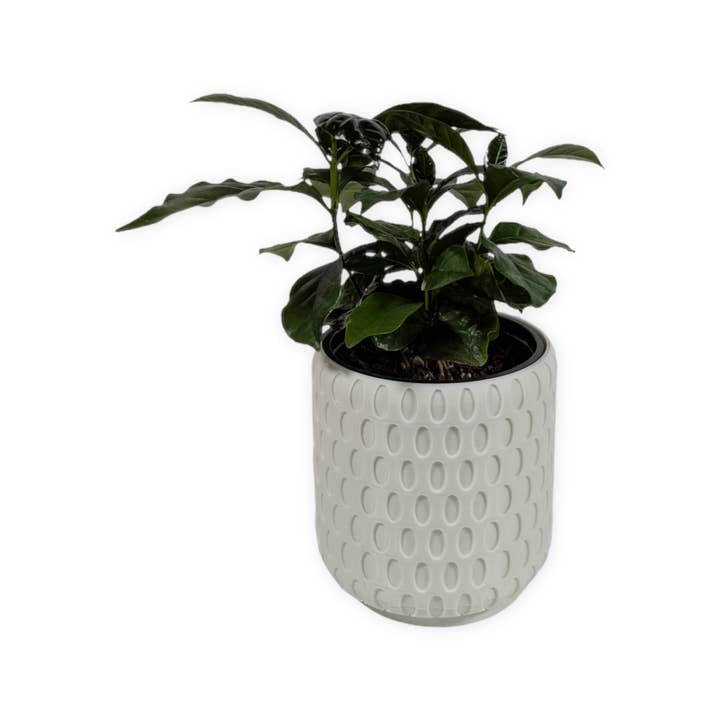 Leafprints.3d - Wholesale Plant Pot - The Bud - 4 Inch Planter with Drip Tray