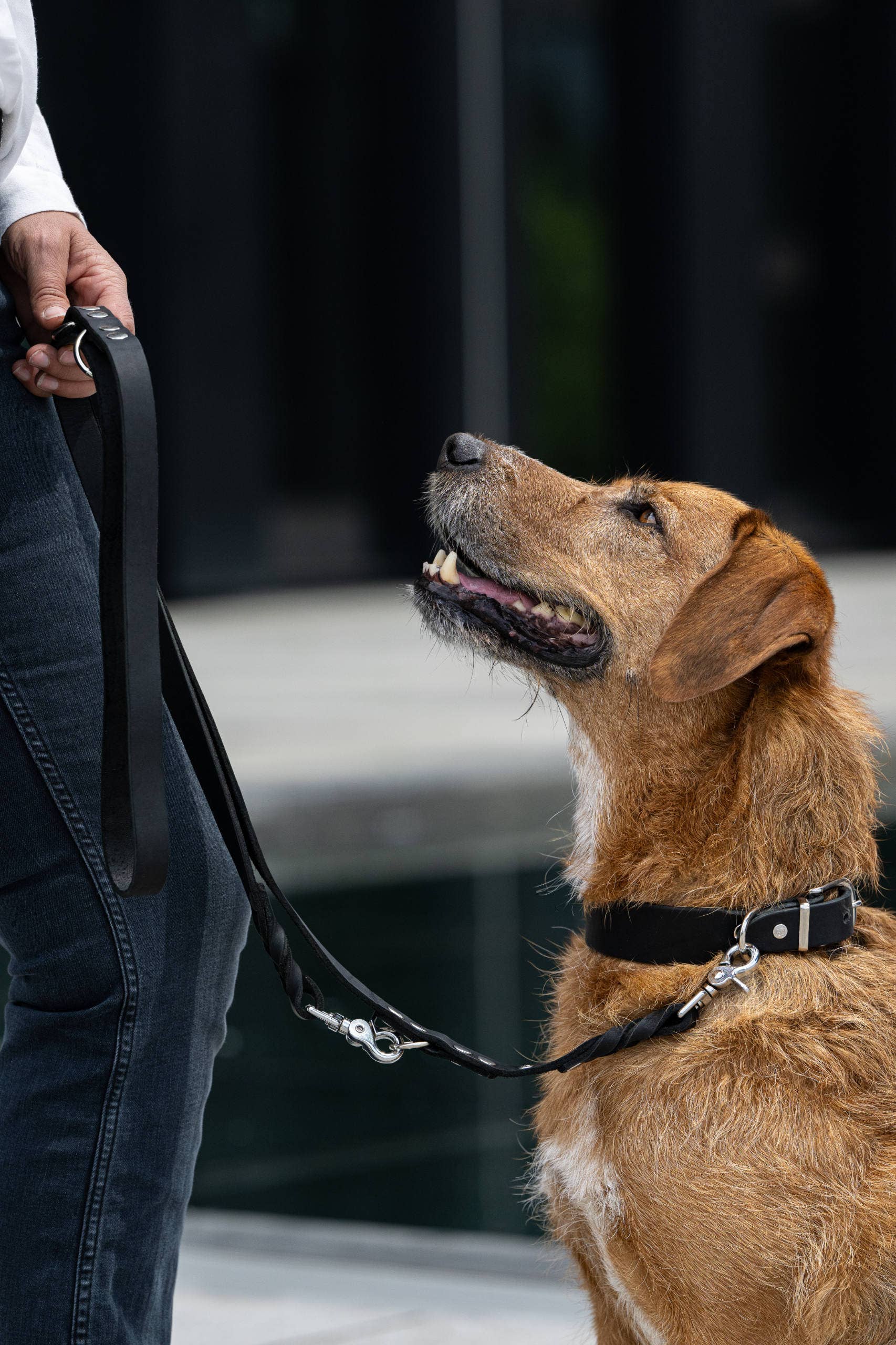 LABONI - Volentis GmbH - Vente Collier – chien - Collier pour chien GIRO en cuir souple à prise ferme31