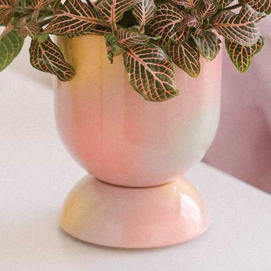 MACETA PARA MINIPLANTA EUPHORIA para venta al por mayor de TEMPLE CERAMIC