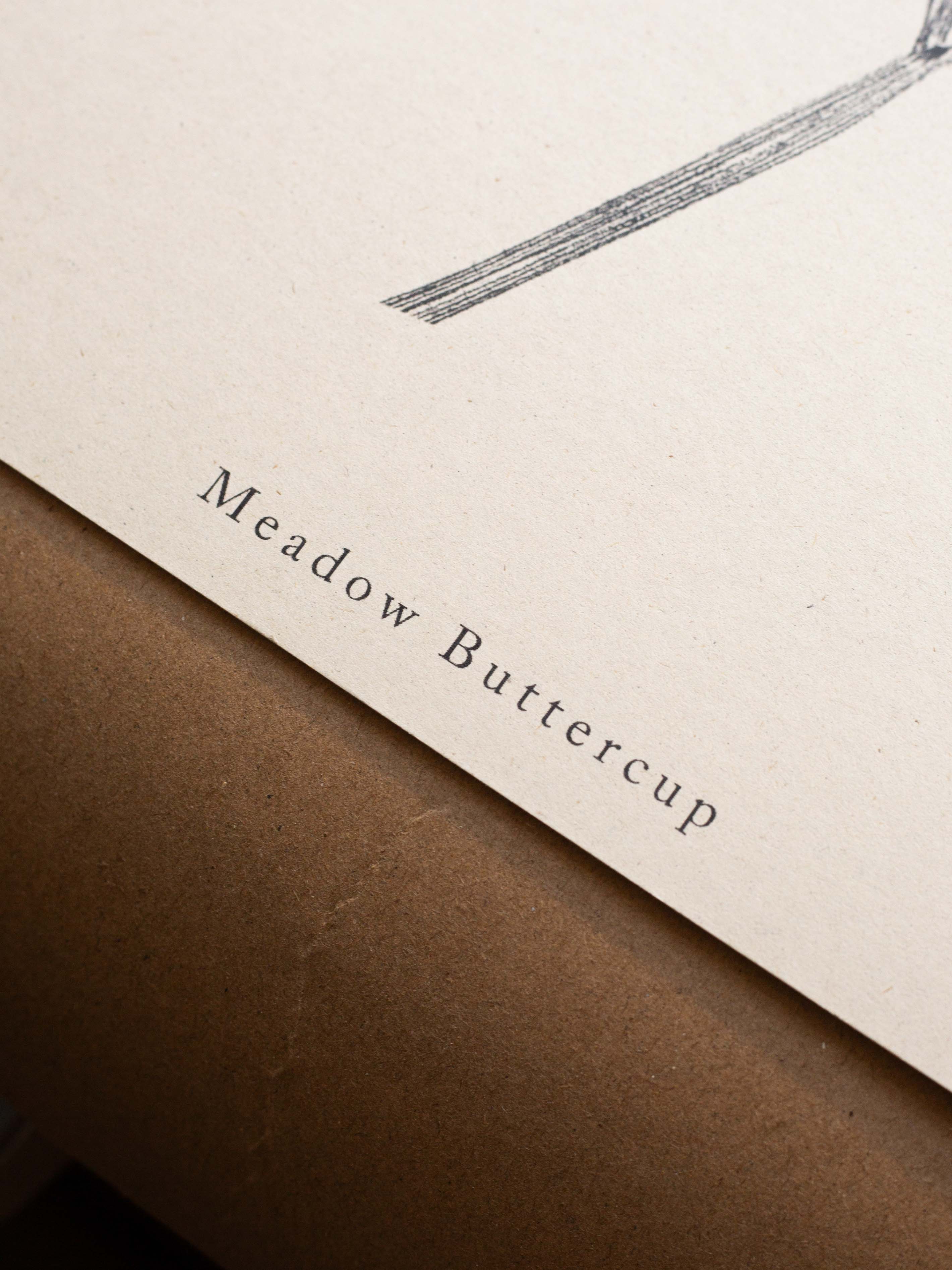 Alicia Breakspear - Wholesale Art Print - Botanical Art Print A5 A4 A3 Meadow Buttercup Flower 4