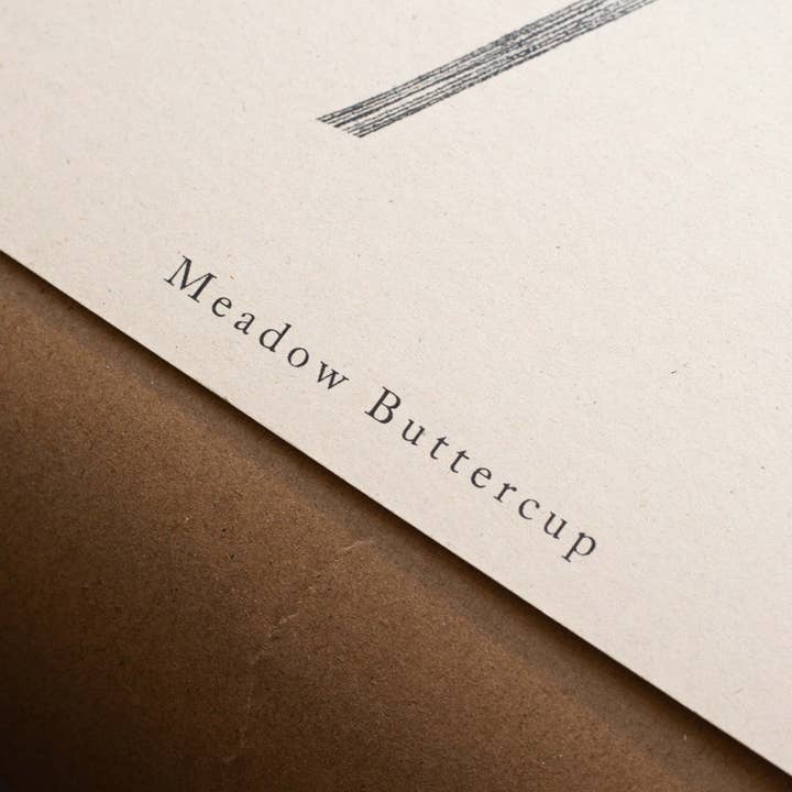 Alicia Breakspear - Wholesale Art Print - Botanical Art Print A5 A4 A3 Meadow Buttercup Flower 5