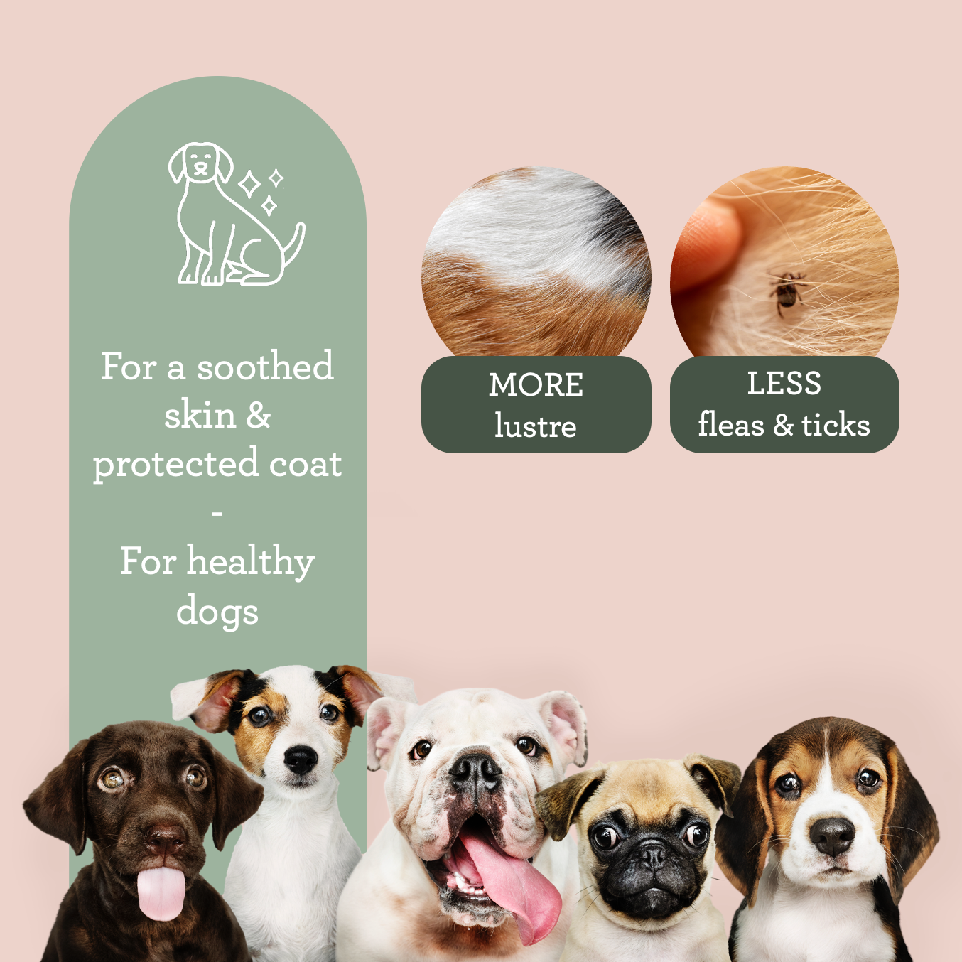 Generosa - Wholesale Pet Grooming Aid - Dog - Generosa Dog’s Skin Care – Olive & Neem Oil Blend 50 ml4