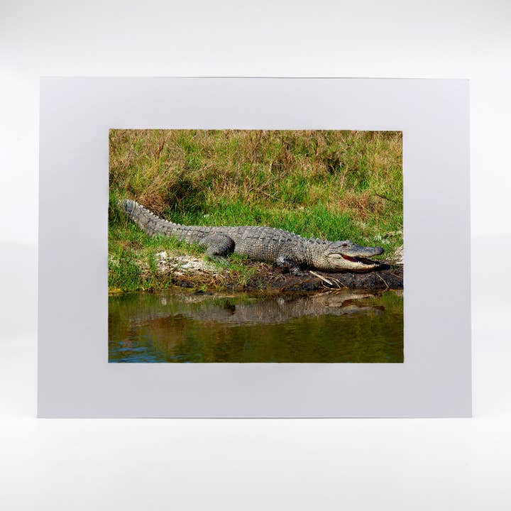 Œuvre d'art-Alligator pour la vente par Mike Ring Photography