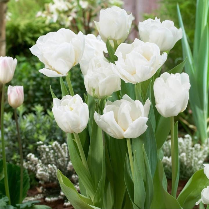 Oasis of Life – wholesale Live plant – Tulip bulbs – 14 flower bulbs – Tulipa "Mondial" – Double white tulips with yellow centers – Flower bulbs for garden, bed & pot – Height approx. 45cm – Early blooming & easy to care for1