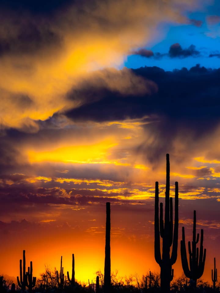 Arizona affisch - lynnig solnedgång över Sonoranöknen för wholesale av Posters & Puzzles