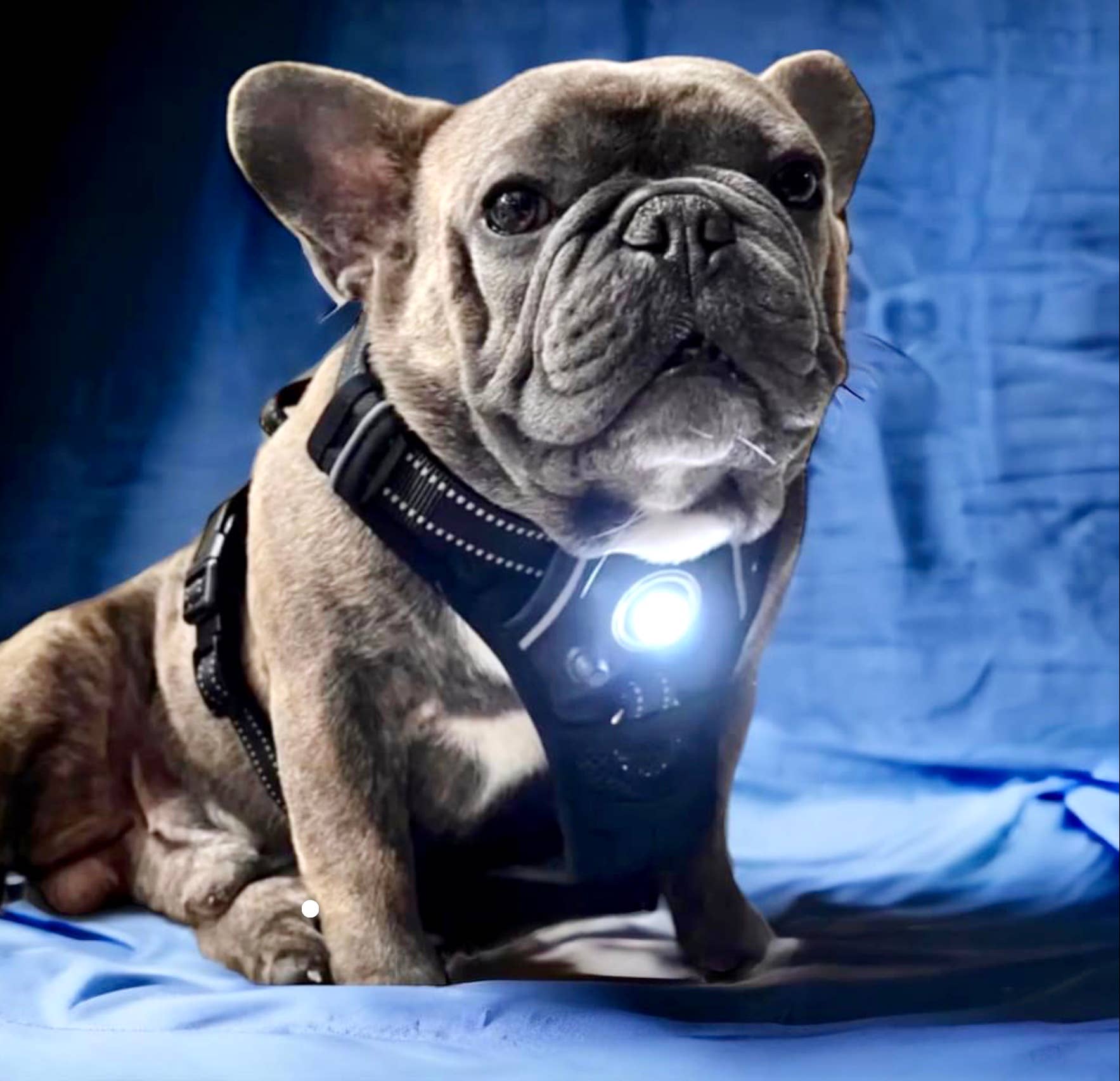 Headlight Harness - Wholesale Pet Harness - Dog - Headlight Harness LED  Reflective Dog/Cat Harness 12