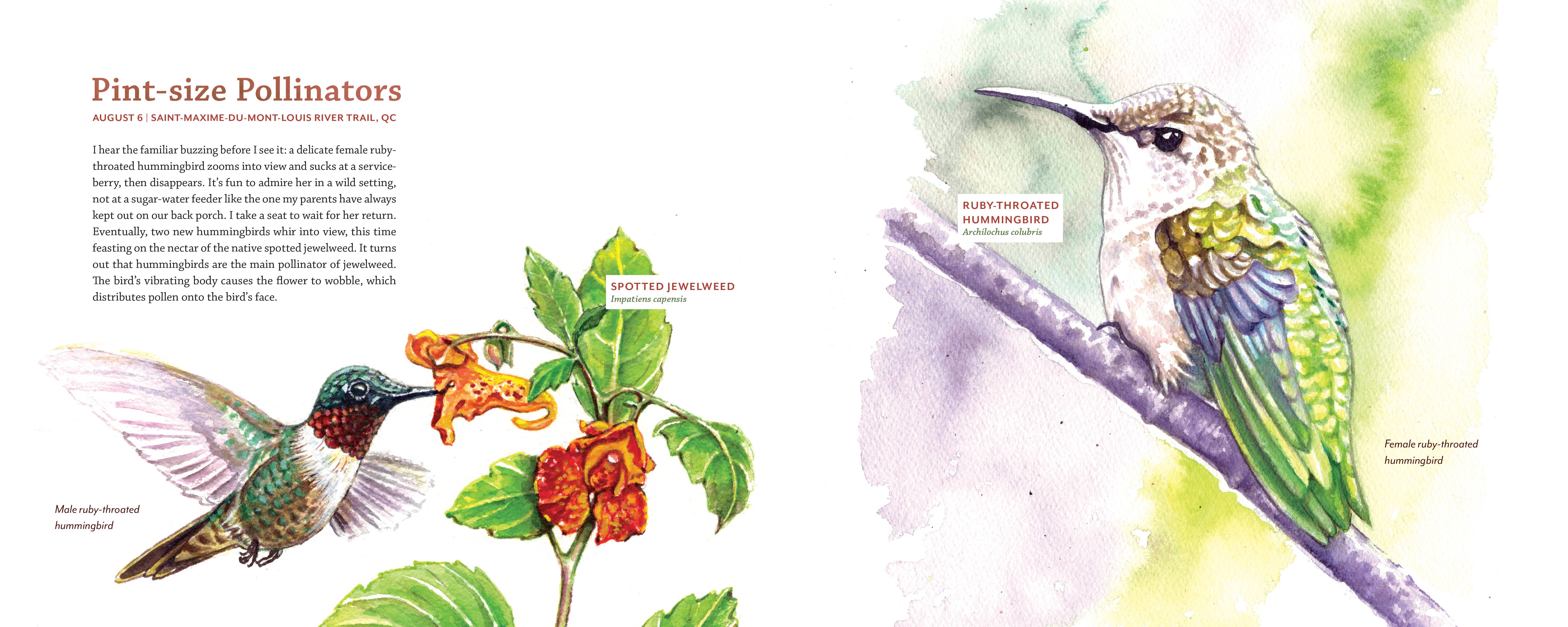 Mountaineers Books - Wholesale Nature & Outdoors - Tiny Worlds of the Appalachian Mountains7