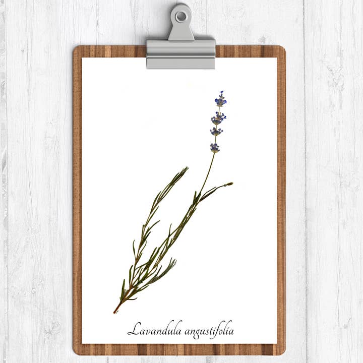 Lavender Single Stem Botanical Print for wholesale by Ecobota
