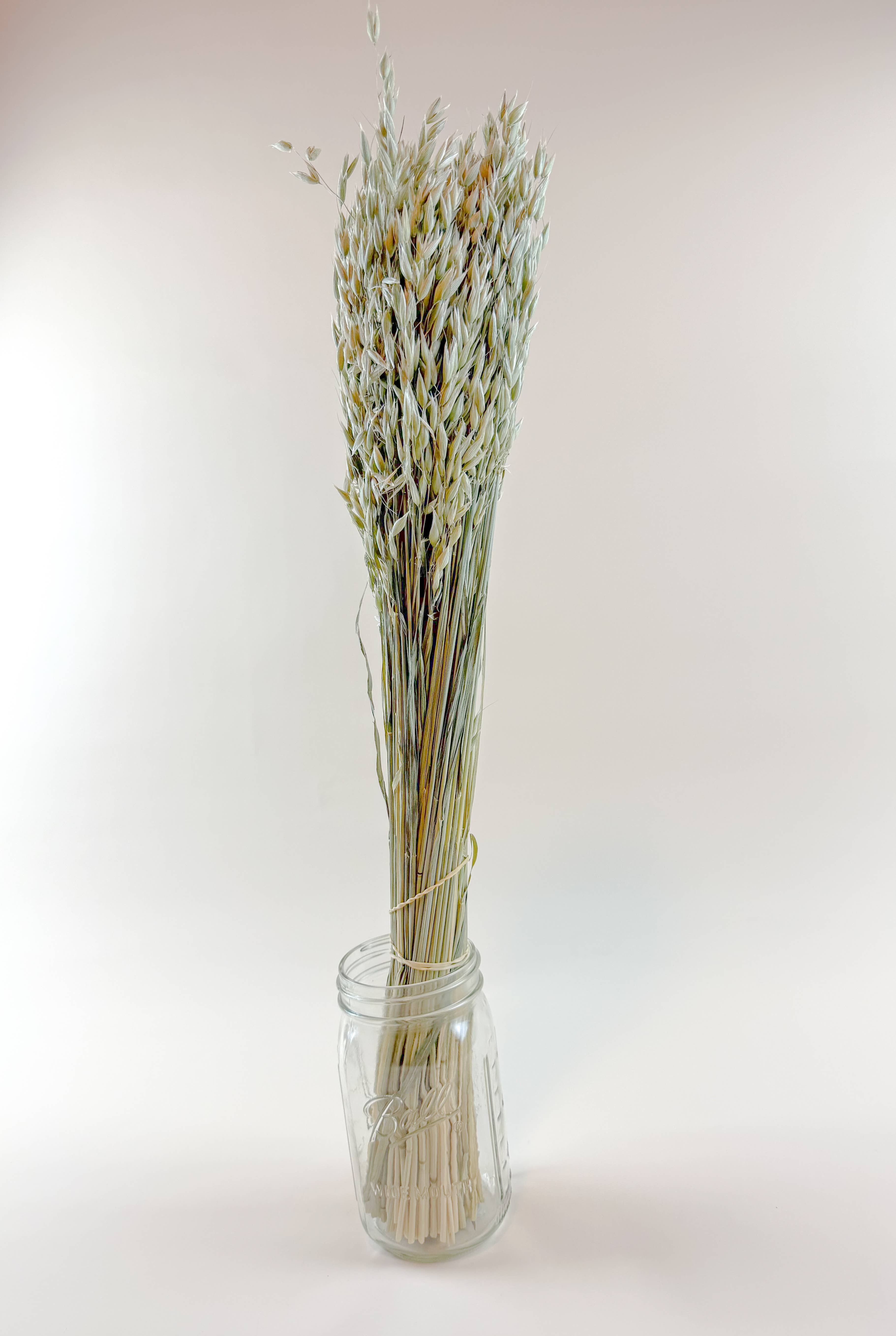 Lovejoy Farms Premium Dried Flowers - Wholesale Gedroogde/geperste bloemen - Avena (Haver) – Natuurlijk Gedroogde Haverstelen voor Bloemontwerp0