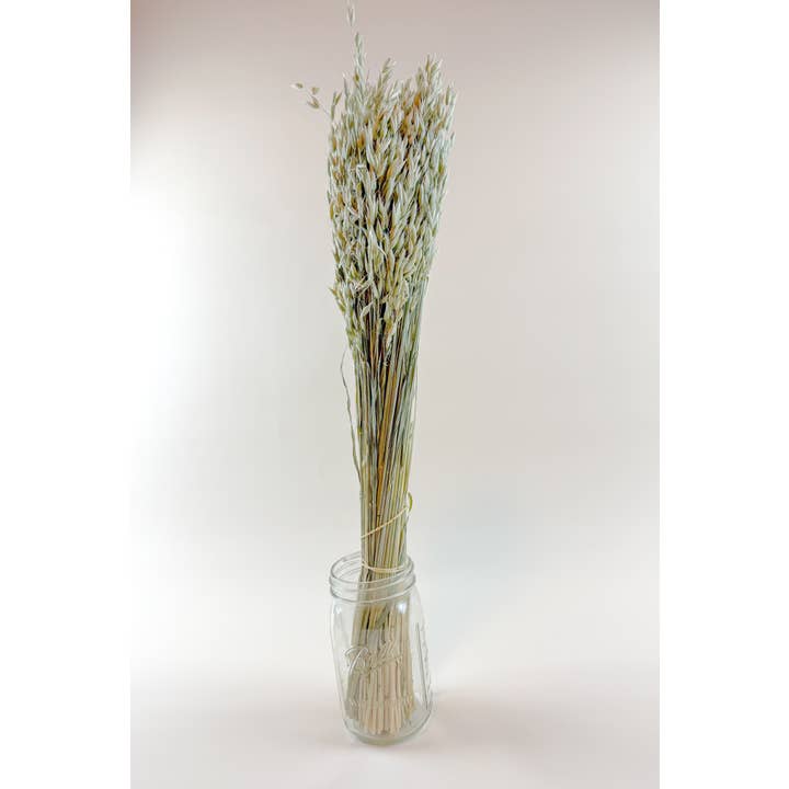 Lovejoy Farms Premium Dried Flowers - Wholesale Gedroogde/geperste bloemen - Avena (Haver) – Natuurlijk Gedroogde Haverstelen voor Bloemontwerp