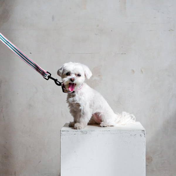 Saint Rue - Wholesale Pet Leash - Dog - Le Classic Dog Leash7