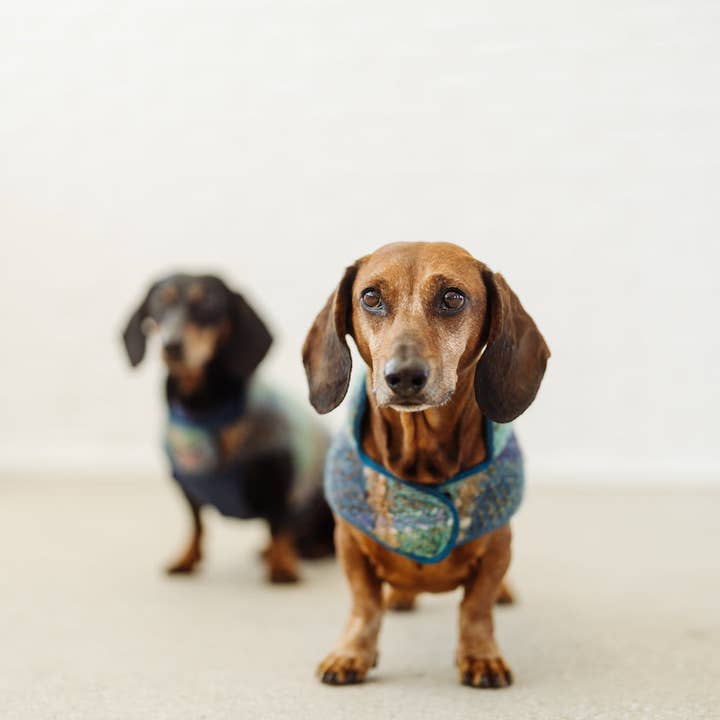 Dachshund Couture - Vendita all'ingrosso Cappotto - Cani - Cappotto bassotto tartan turchese Gauguin