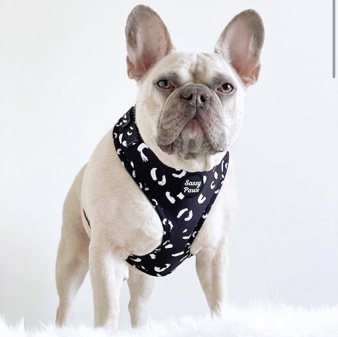 Sassy Paws Collection – Engroshandel Kæledyrssele – Hund – Hundebrystsele - 'Black Panther'8