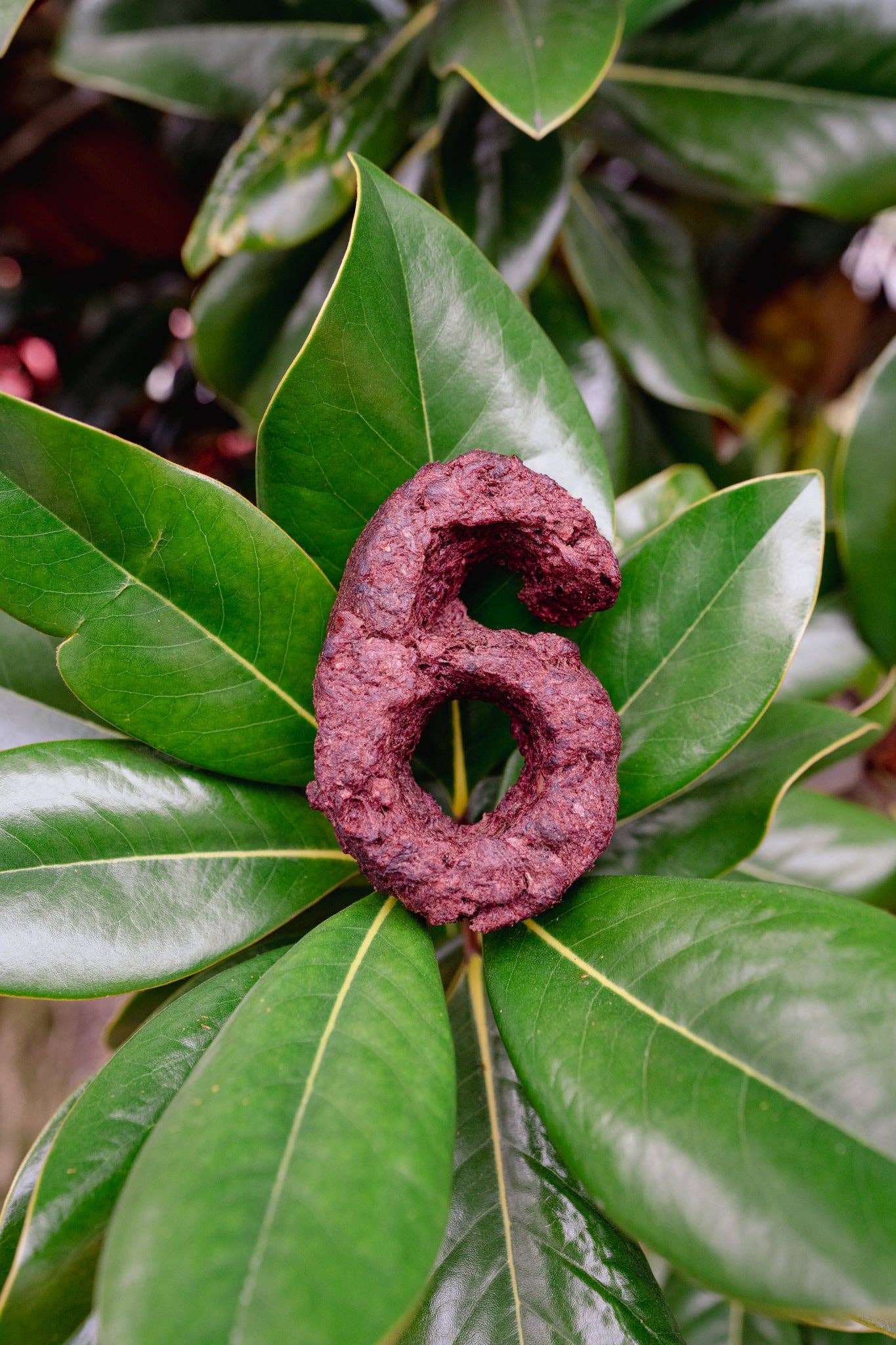 Love Liparu - Wholesale Pet Treats - Dog - MEAT NUMBER | Freeze-Dried Dog + Cat Treat6