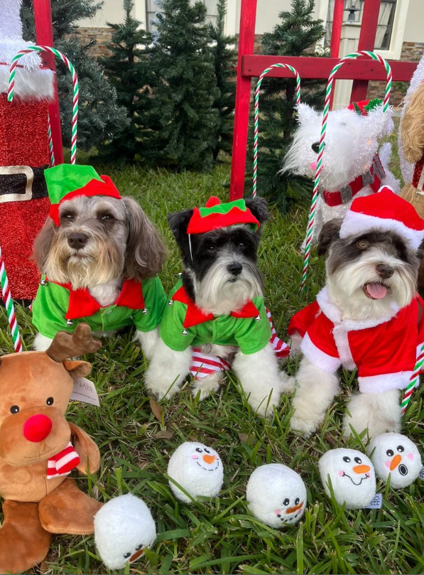 Midlee Designs – Engroshandel Tøjdyr - Hund – Midlee Snowball Fight plyshundelegetøj6