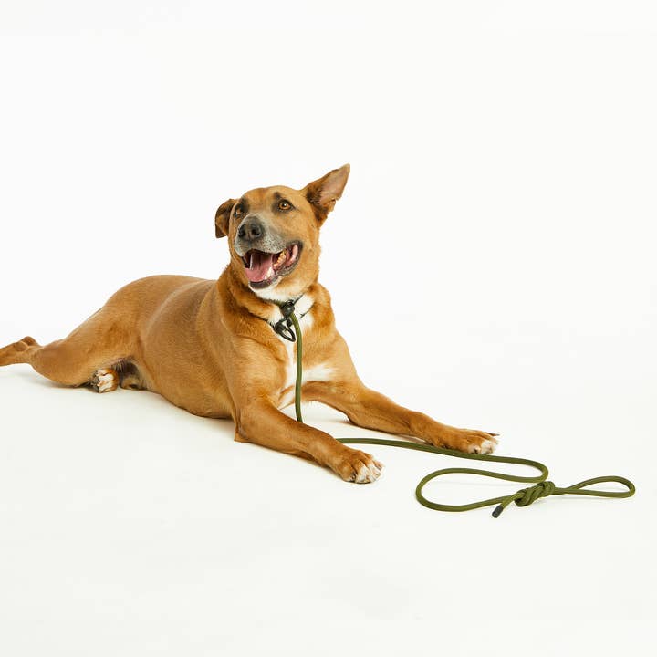 Bubble and Spike - Vente Laisse – chien - Laisse Simple Olive Green™4