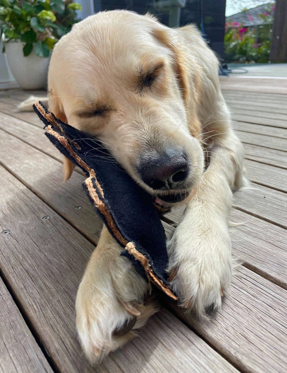 Outback Tails – wholesale Mjukisdjur - Hund – Outback filtleksak - Tassie Devil5