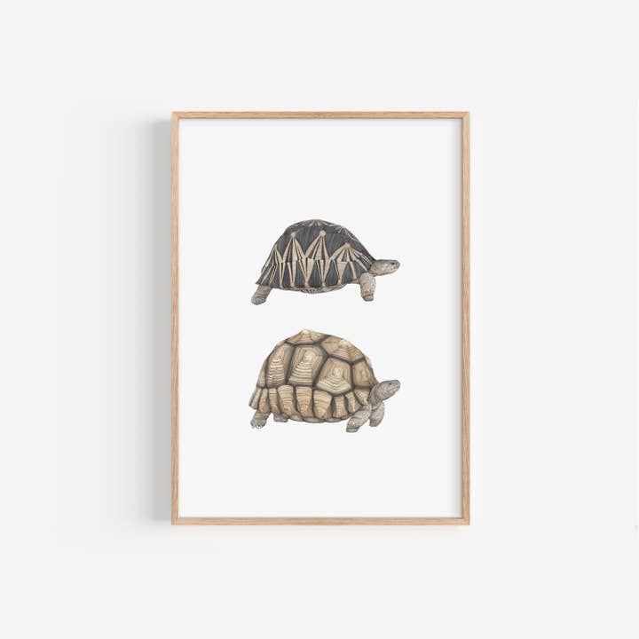 Impression d'espèces de tortues pour la vente par Lauren Fitton Illustration