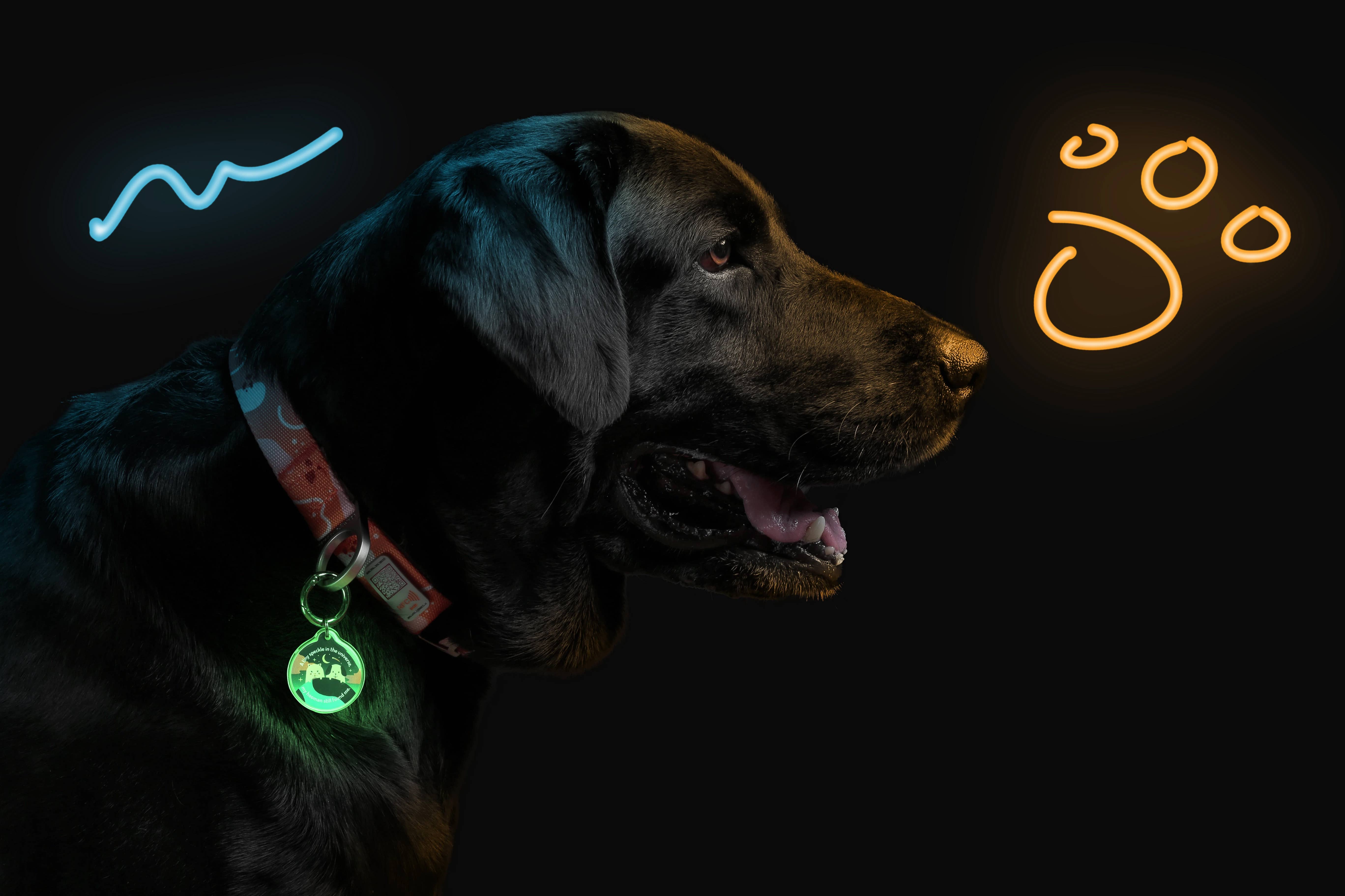 Pawnec - Wholesale Pet Identification Tag - Cat/Dog - IndieTag "Glow n Go"12