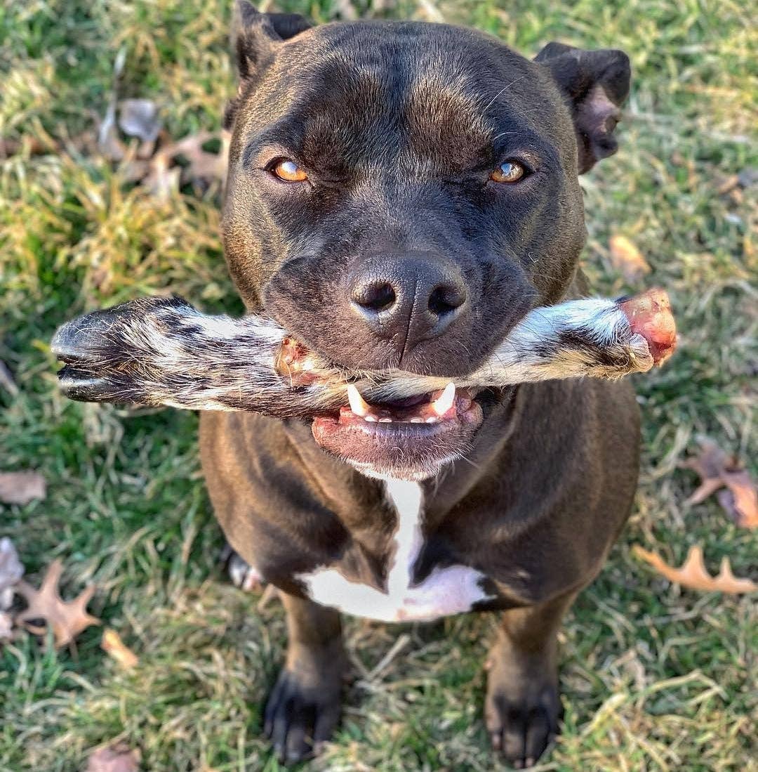 Naked Beasts, Inc. - Wholesale Pet Treats - Dog - Sheep Trotter - Limited Edition4