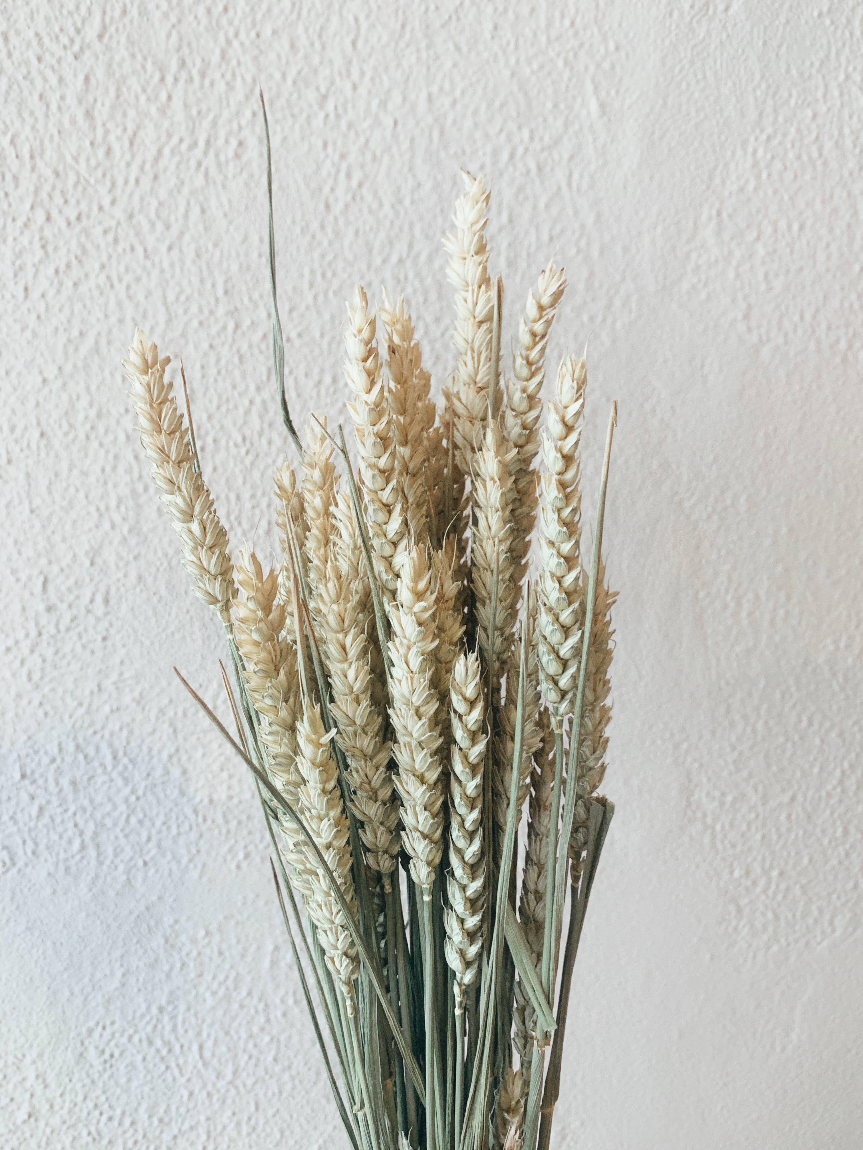 Uma Cantik - Wholesale Dried/Pressed Flowers - Wheat Natural (Triticum)1