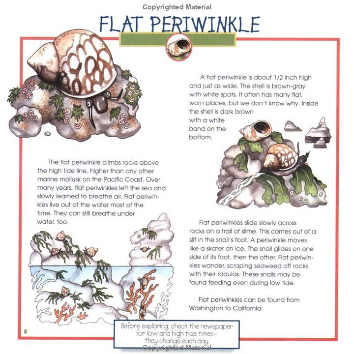 REMOVED BRAND - Wholesale Nature & Outdoors - Seashells, Crabs and Sea Stars: A Take-Along Guide5