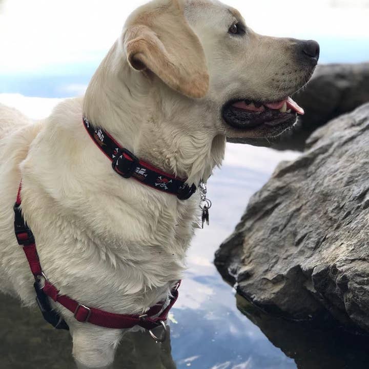 Up Country, Inc. - Wholesale Pet Collar - Dog - Pirate Dog Collar