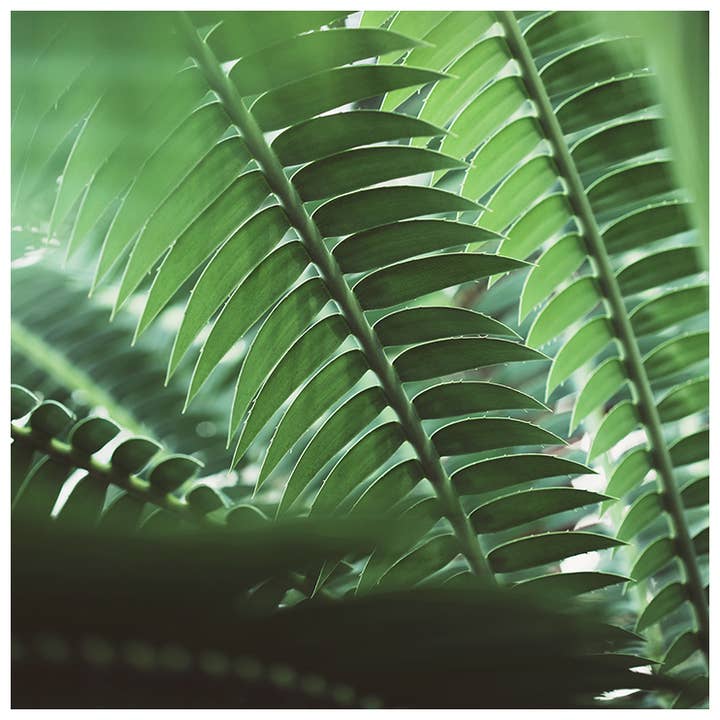 The Green Light #4 Fine Art Photograph for wholesale by Alicia Bock Print Shop