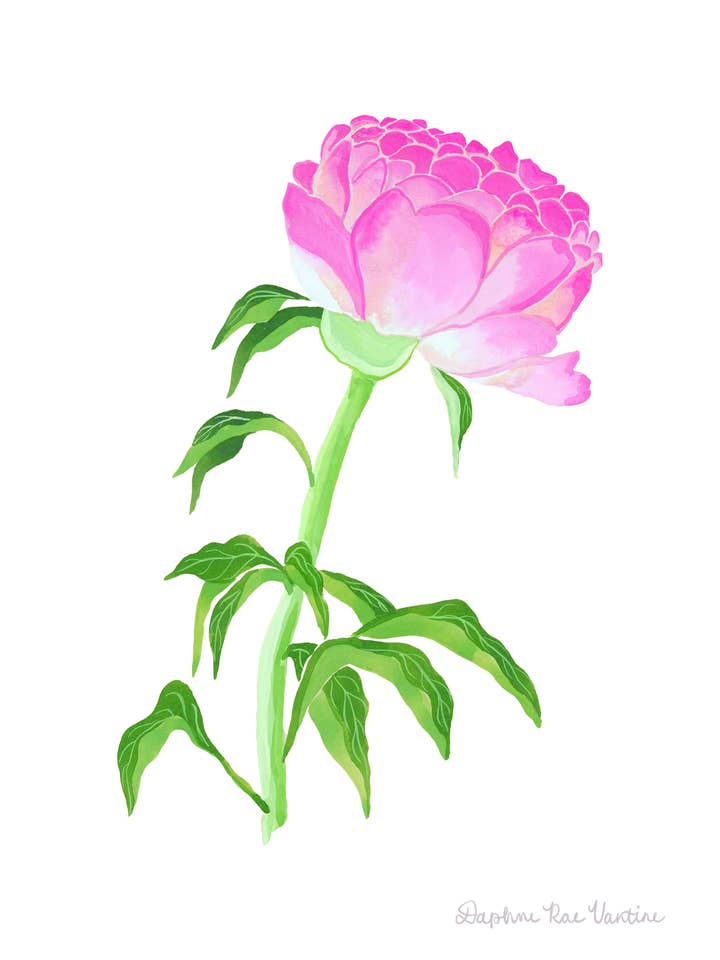 Pink Peony #1 Botanical Art Print, Floral Wall Decor for wholesale by Daphne Rae Creative