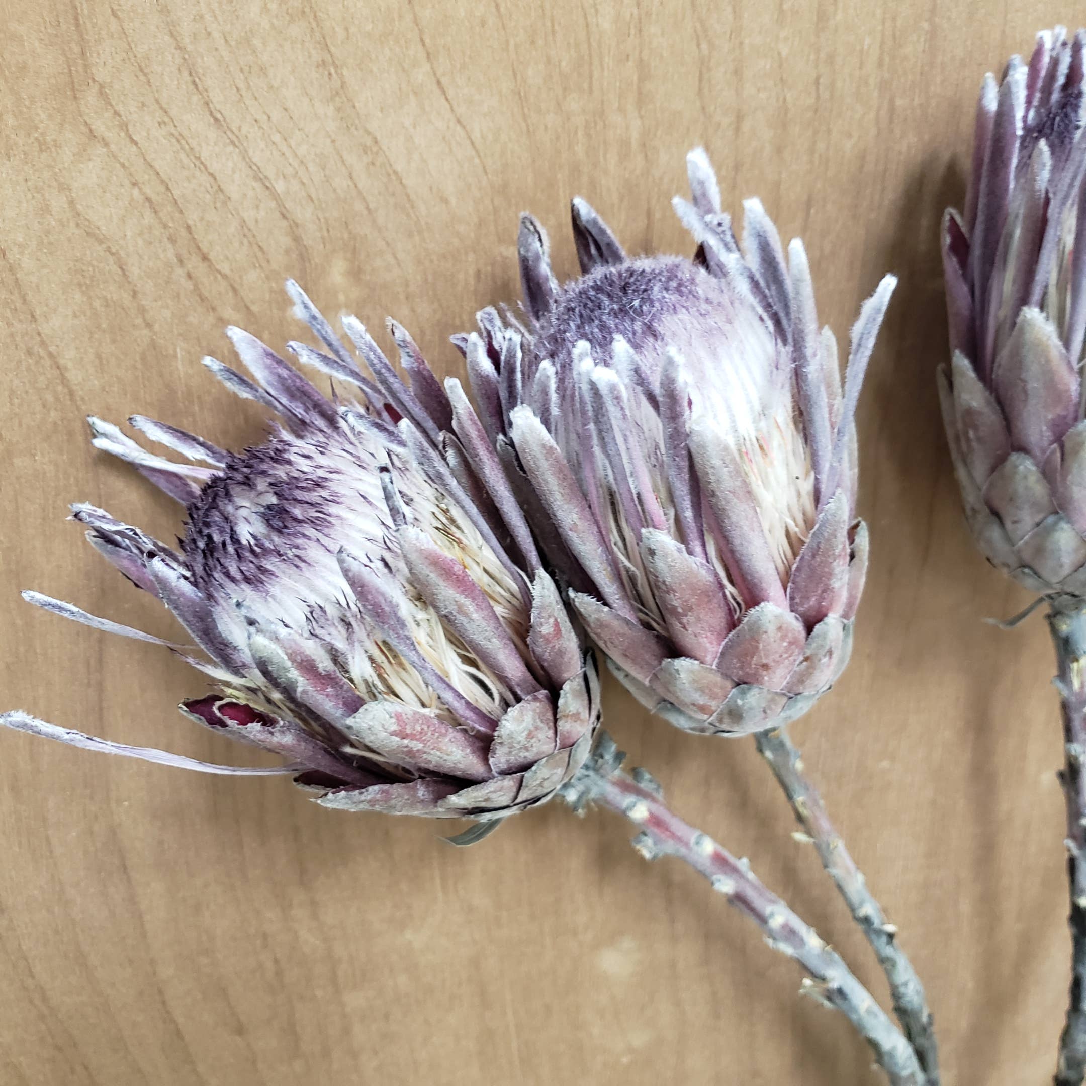BLOOMINGFUL.COM - Wholesale Dried/Pressed Flowers - CLEARANCE - Dried Protea Pink Ice Flower4