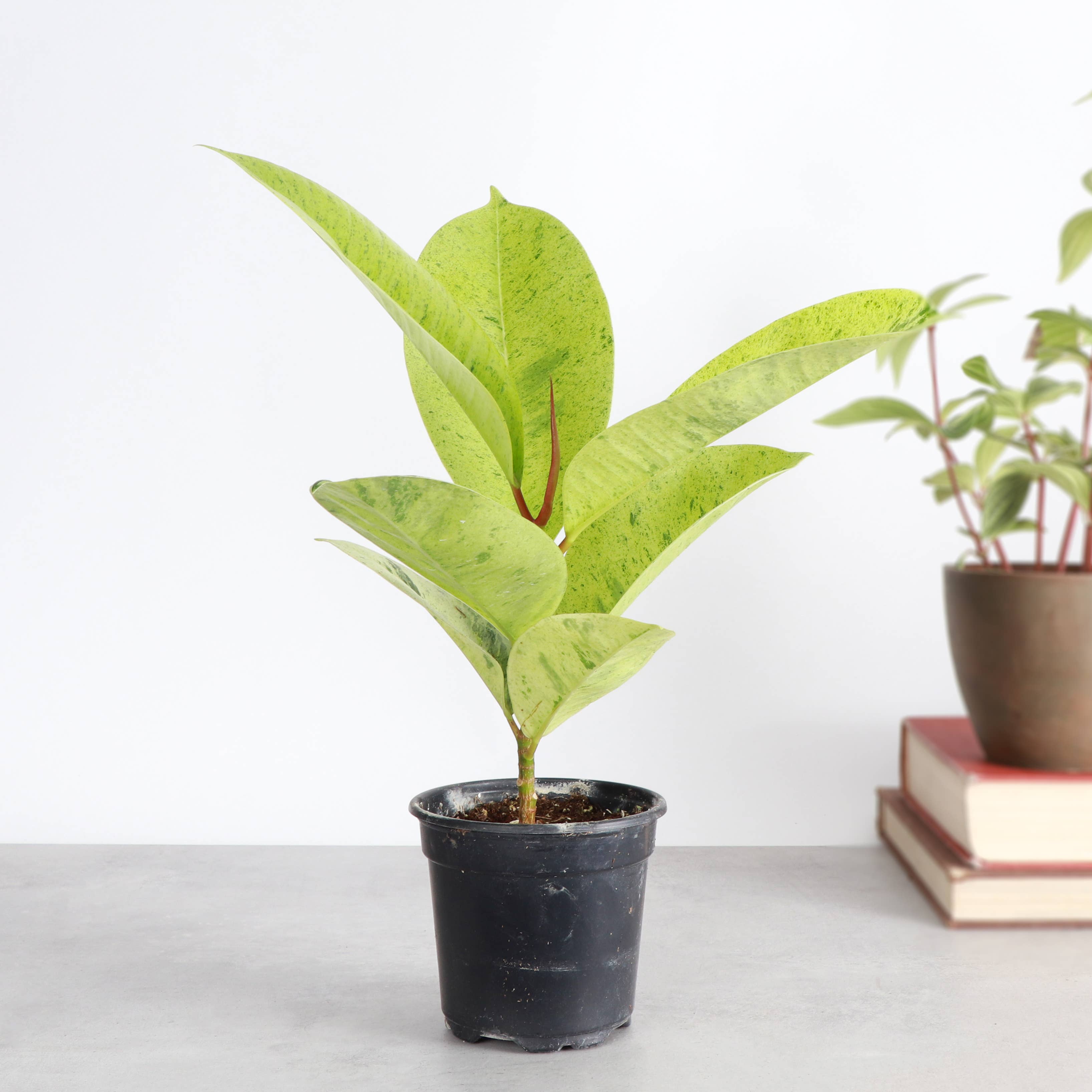 Thorsen's Greenhouse - Wholesale Live Plant - Ficus Shivereana Moonshine Variegated - 4" Live Plant - Rare7