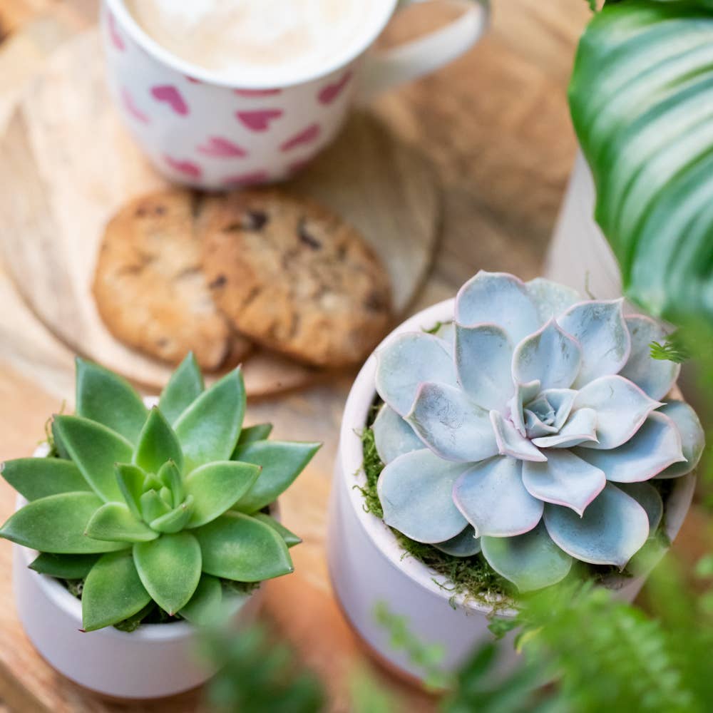 The Little Botanical – wholesale Succulent – Lilacina10