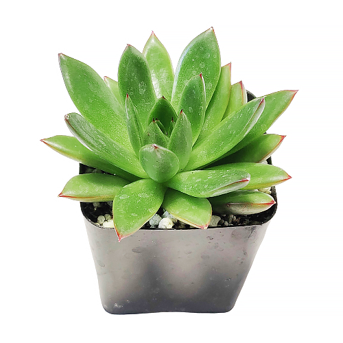 Best Plant Friend - Wholesale Succulent - Echeveria Agavoides Christmas  Live Succulent in 2in/4in Pot1