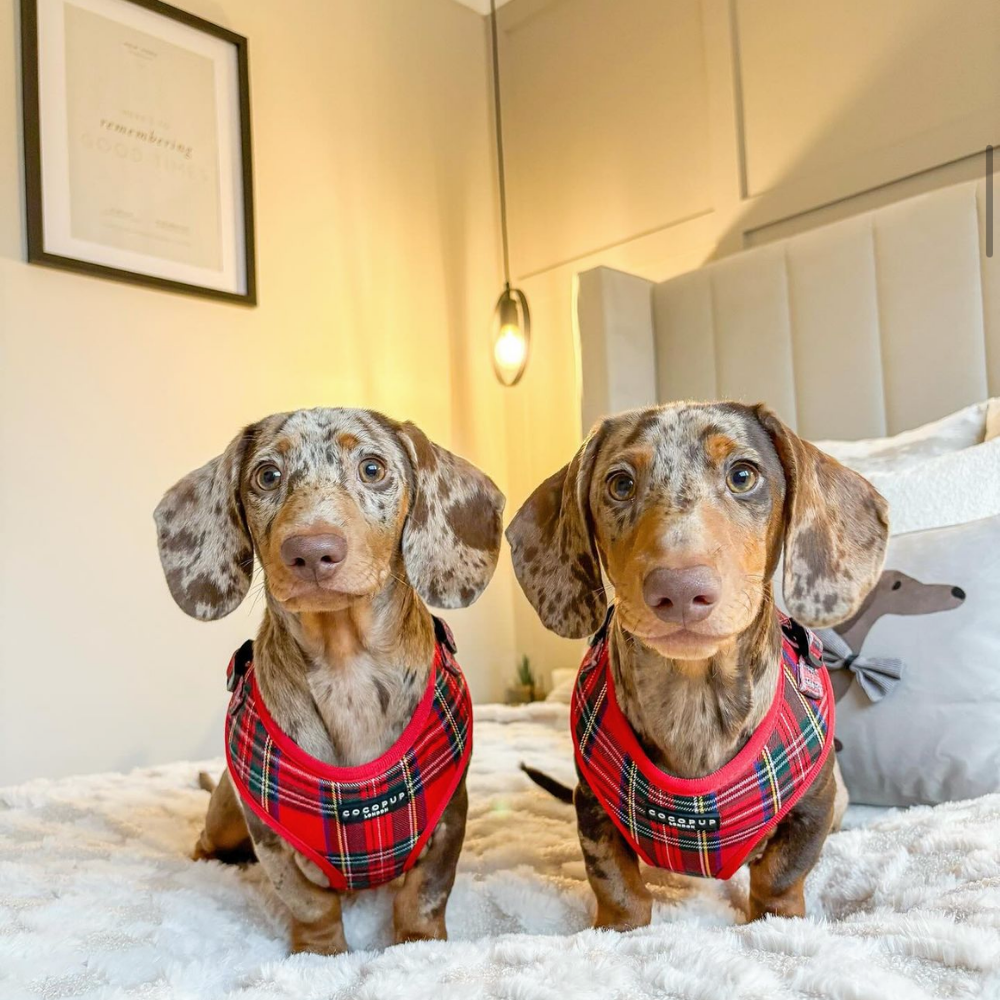 Cocopup London - Wholesale Tuig voor huisdieren - Hond - Tartan Verstelbaar NekHARNAS29