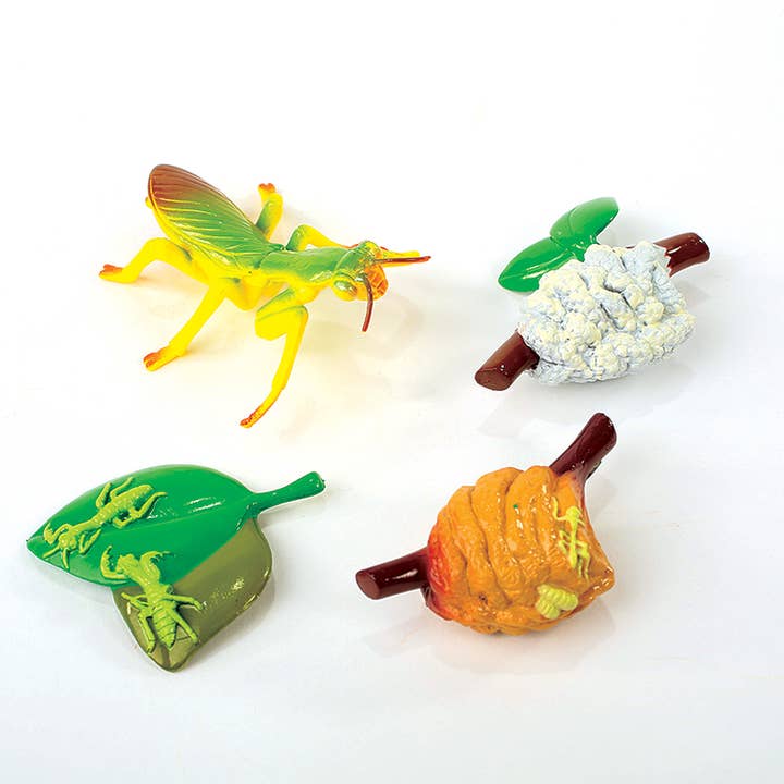 INSECT LORE - Vente Figurine – enfant - Figurines du cycle de vie de la mante priante