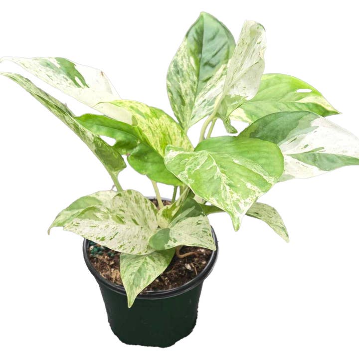 Epipremnum Marble 4 inch Grower Pot for wholesale by Arcadia Garden Products