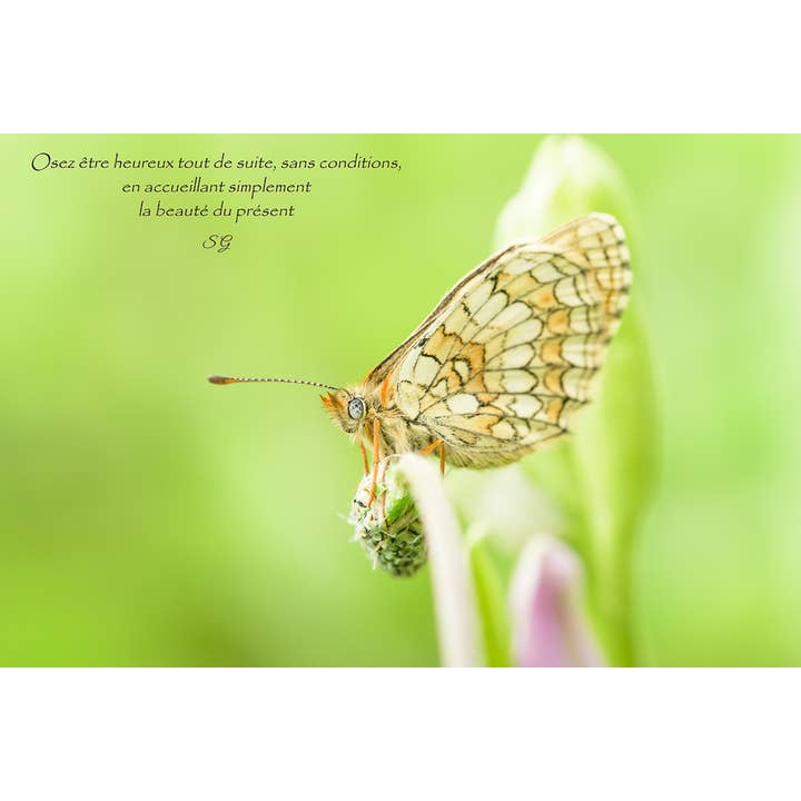 Frihetens vind för wholesale av L'Ecriture D'Un Regard