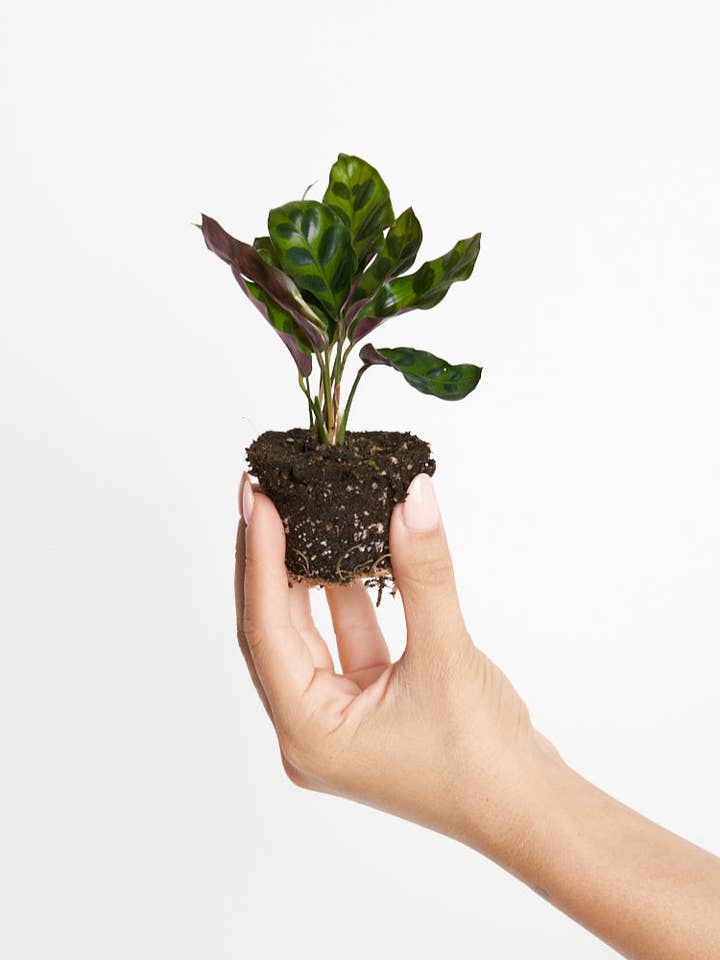 Calathea Insignis Lancifolia för wholesale av Miniplanta