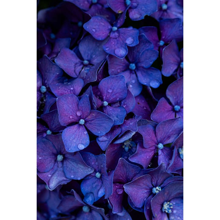 Tirage photographique « Hortensia d'été » • Floral, jardin, pluie pour la vente par Andrea Morris Art