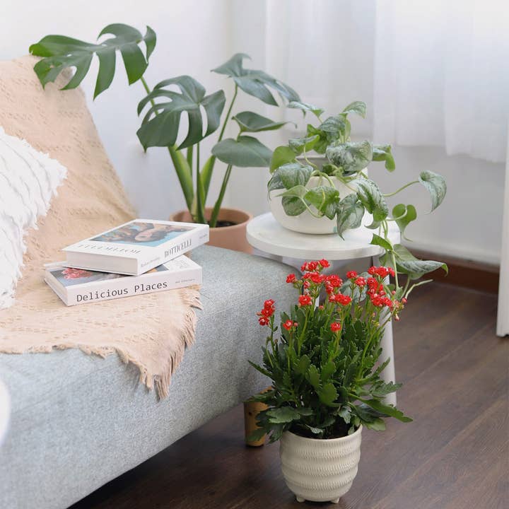 Best Plant Friend - Wholesale Live Plant - Kalanchoe blossfeldiana 'Calandiva Red' in 2"/4.5"/6" Pot