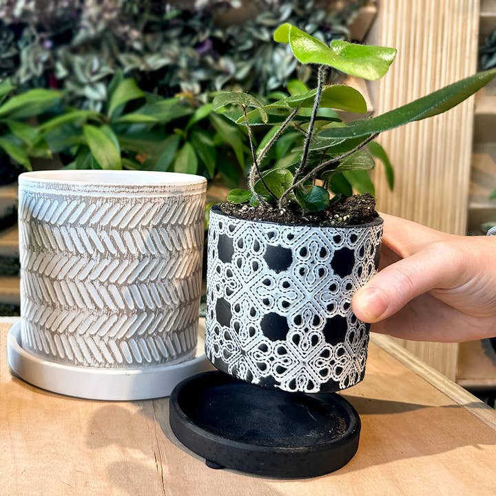 Chive - Wholesale Plant Pot - Balter Succulent Containers Cactus Pot And Saucer6