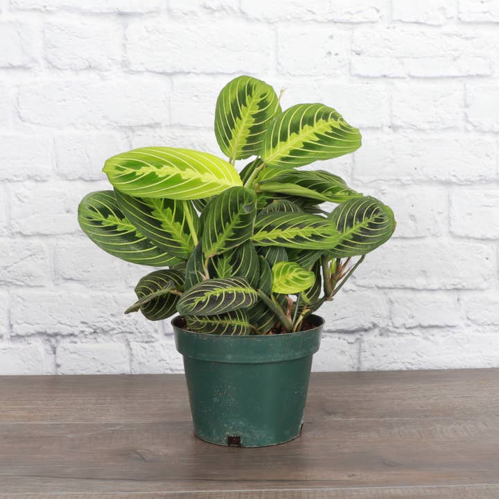 Thorsen's Greenhouse - Vente Plante - Plante de prière au citron et à la lime - Plante vivante5