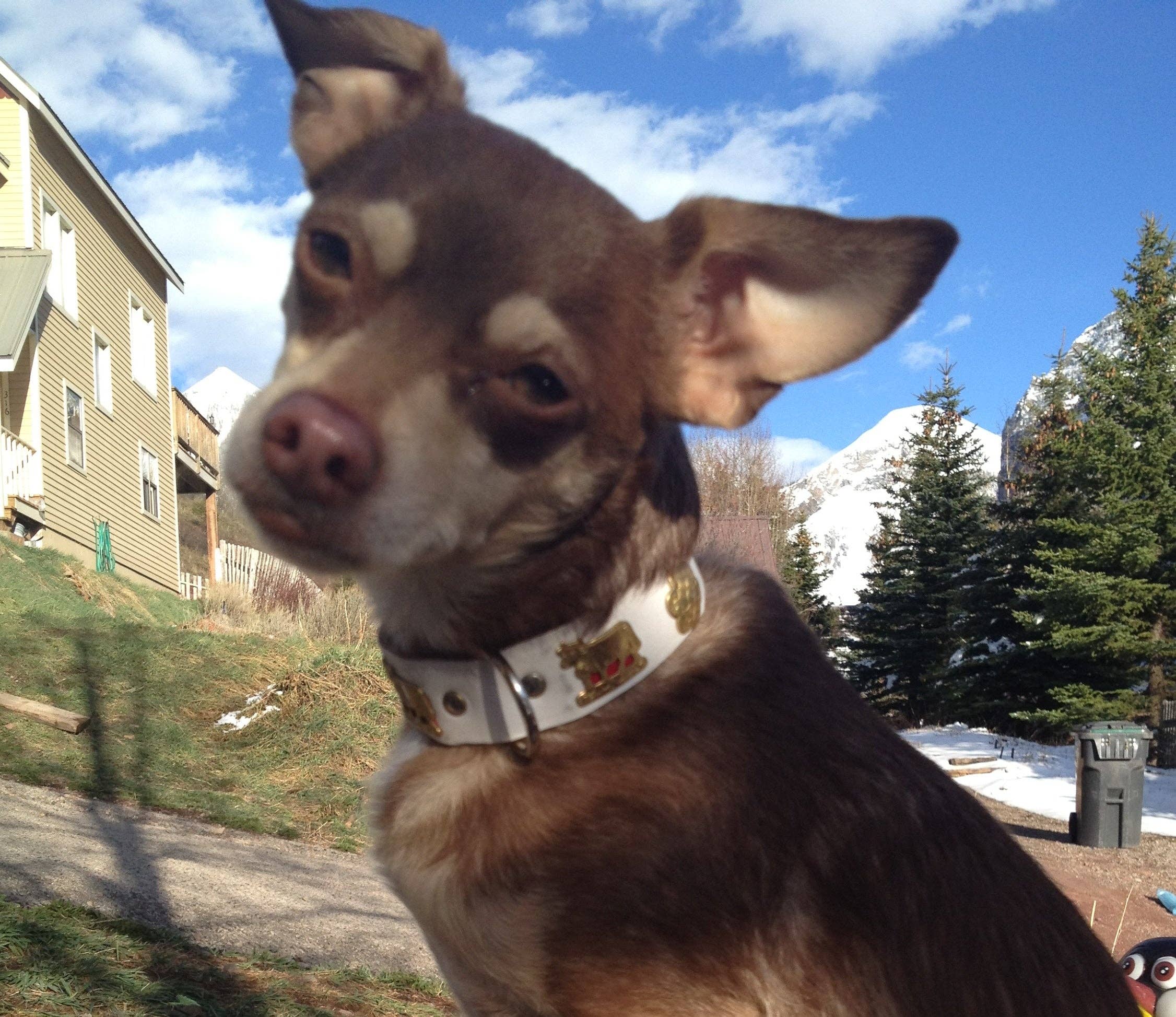 Alpen Schatz - Wholesale Pet Collar - Dog - 1" Small Traditional Swiss Dog Collar6