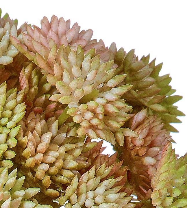 Will's Company - Wholesale Artificial Plant - Soft Touch Sedum Cluster (Ball) Stem - 2 color options2