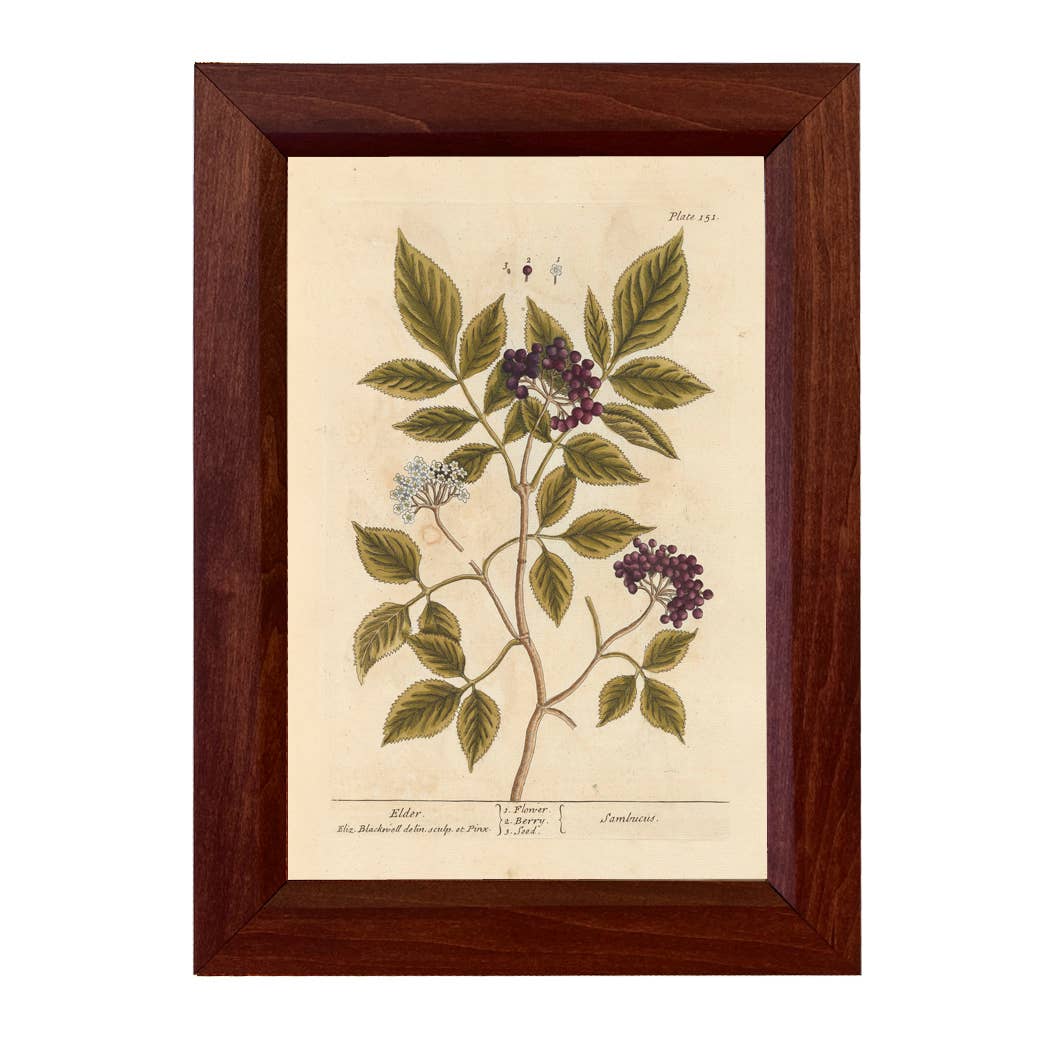 Madison Bay Co. - Historical Home Decor Reproductions - Wholesale Art Print - Elderberry Winter Botanical Vintage Print4