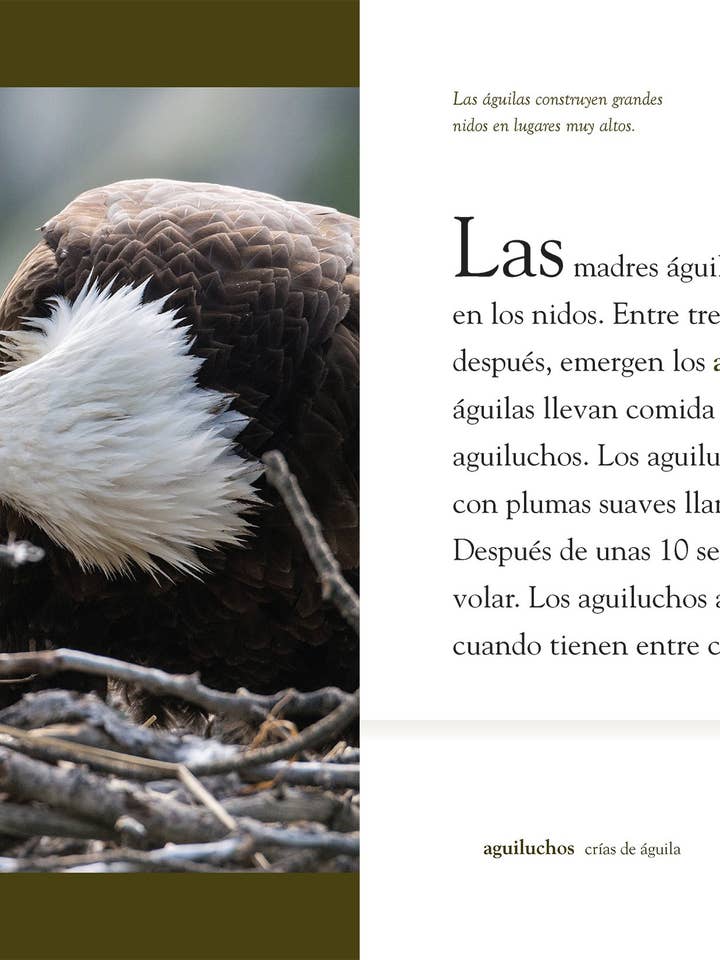 Planète animale : El águila pour la vente par The Creative Company