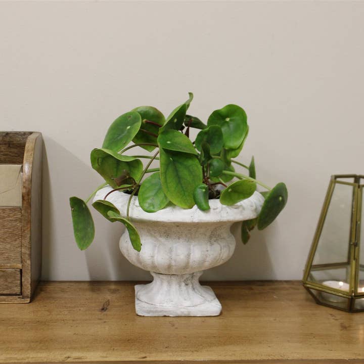 From Under The Stairs - Wholesale Plant Pot - Classic Low Urn Planter