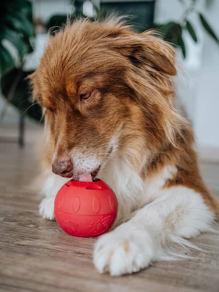 SmoothieDog Palla da leccare per la vendita all'ingrosso da parte di SmoothieDog