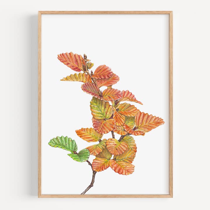Nothefagus - Impression d'art pour la vente par Hayley Wilson