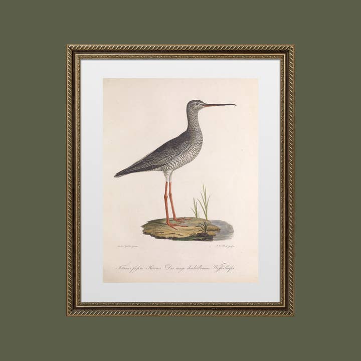 Sea to Skye - Wholesale Art Print - 19th Century Sandpiper Bird Antique Art Print4